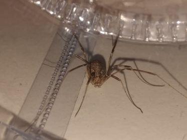 Opilio saxatilis